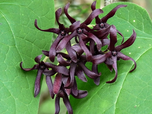 {Matelea decipiens}